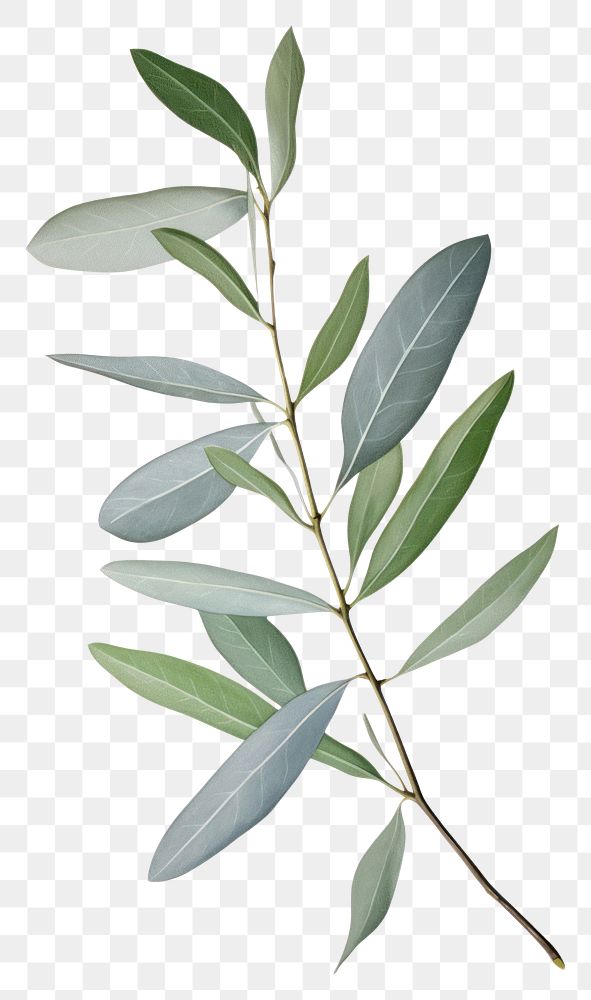 PNG Eucalyptus leaf plant tree white background. AI generated Image by rawpixel.