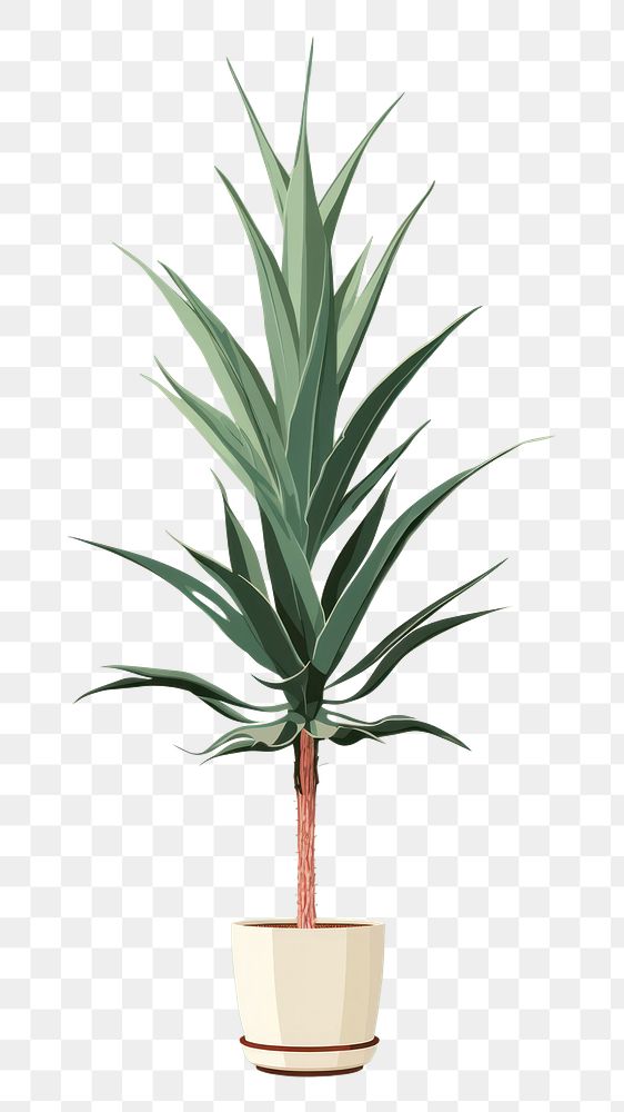 PNG Agave tree plant agave bromeliaceae pineapple. AI generated Image by rawpixel.