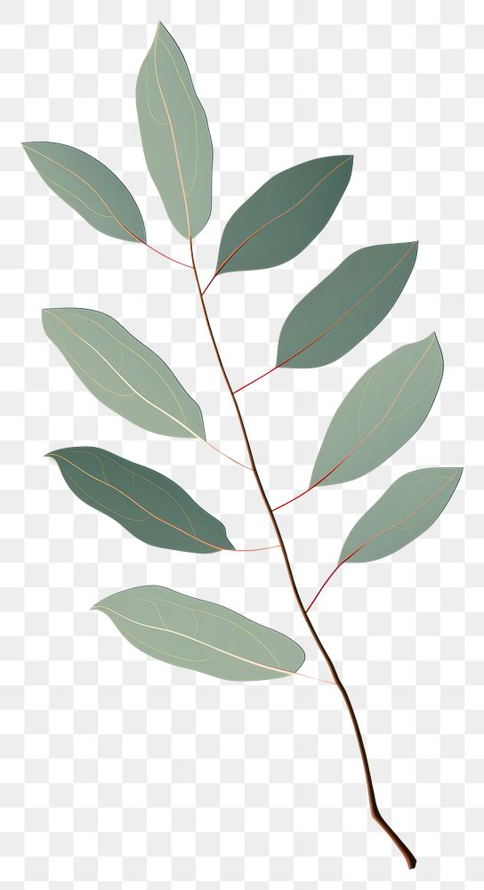 PNG Eucalyptus leaf plant tree annonaceae. AI generated Image by rawpixel.
