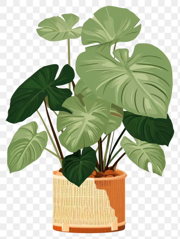 PNG Plant leaf xanthosoma houseplant. AI generated Image by rawpixel.