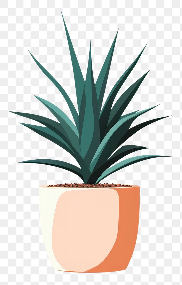 PNG Agave tree plant agave aloe bromeliaceae. AI generated Image by rawpixel.