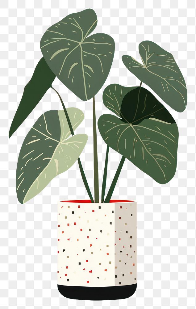 PNG Alocasia longiloba pottery plant leaf. 