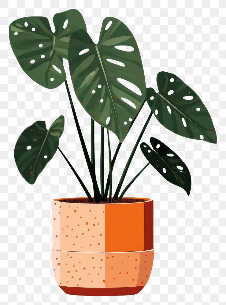 PNG Alocasia longiloba pottery plant leaf. AI generated Image by rawpixel.