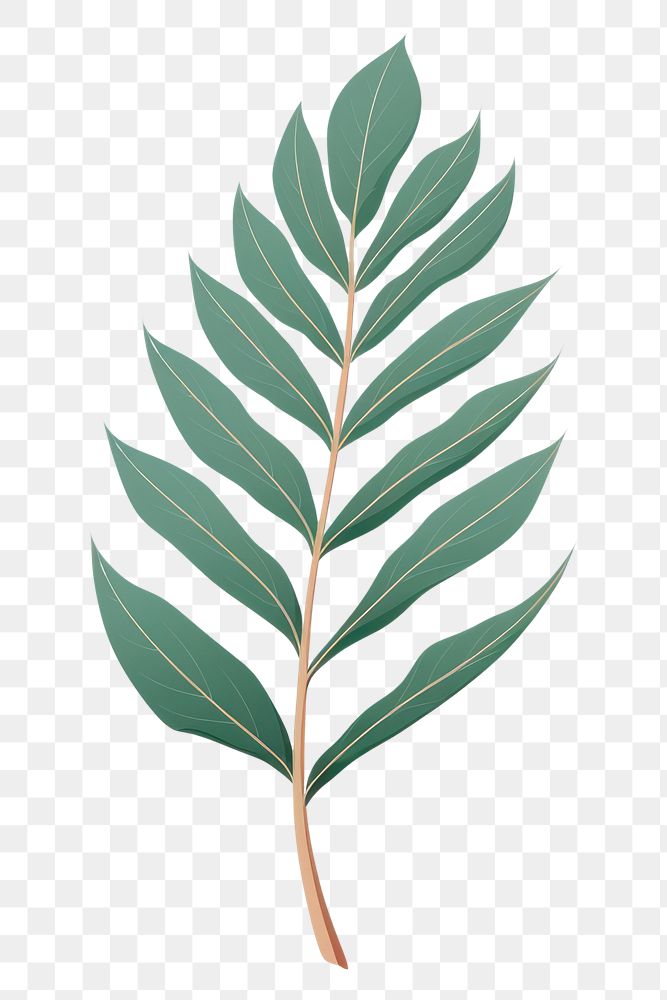 PNG Botanical leaf plant herbs astragalus. 