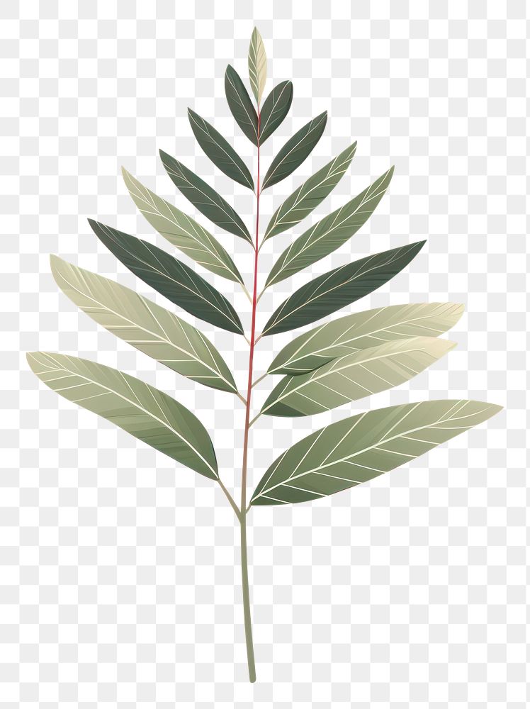 PNG Botanical leaf plant herbs tree. AI generated Image by rawpixel.