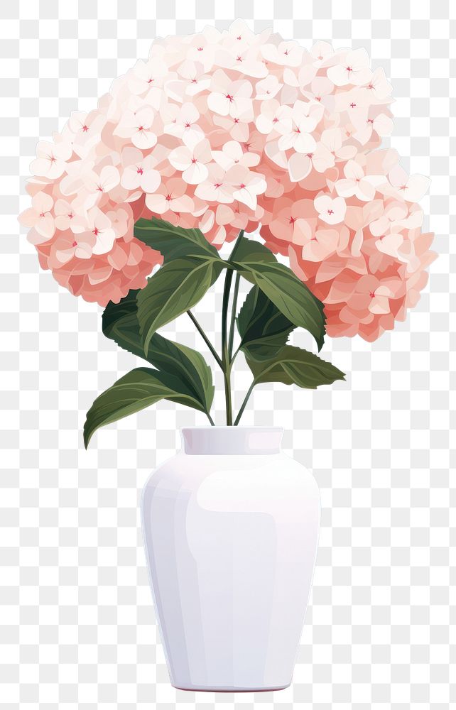 PNG Hydrangea vase flower plant. 