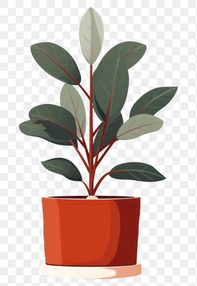 PNG ZZ plant leaf houseplant flowerpot. 