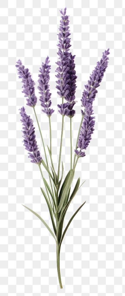 PNG Lavender flower plant white | Premium PNG - rawpixel