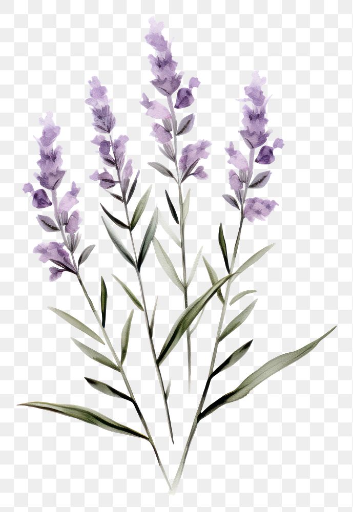 PNG Lavender blossom flower plant. 