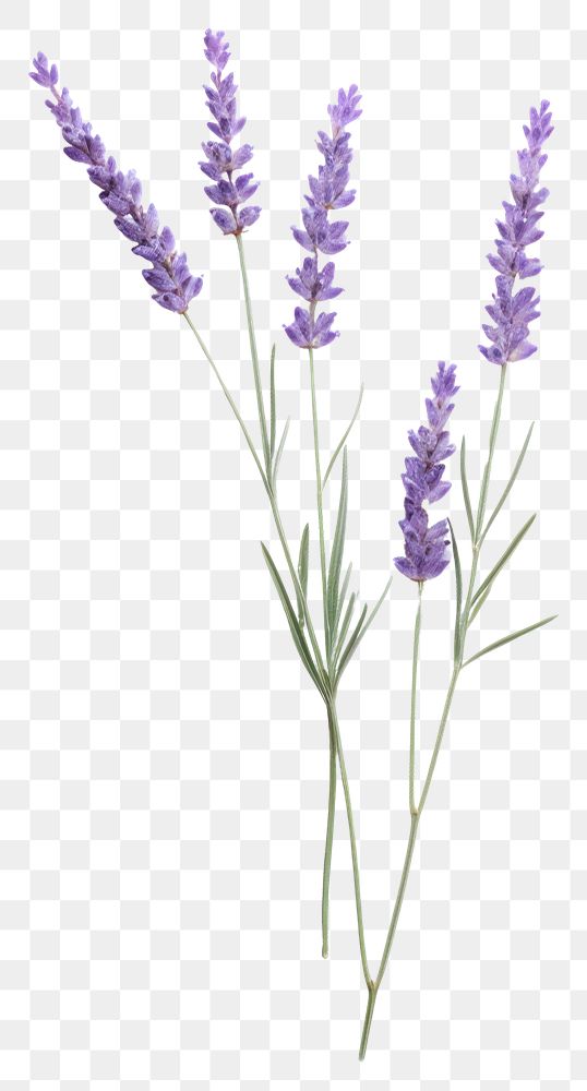 PNG Lavender flower plant white | Premium PNG - rawpixel