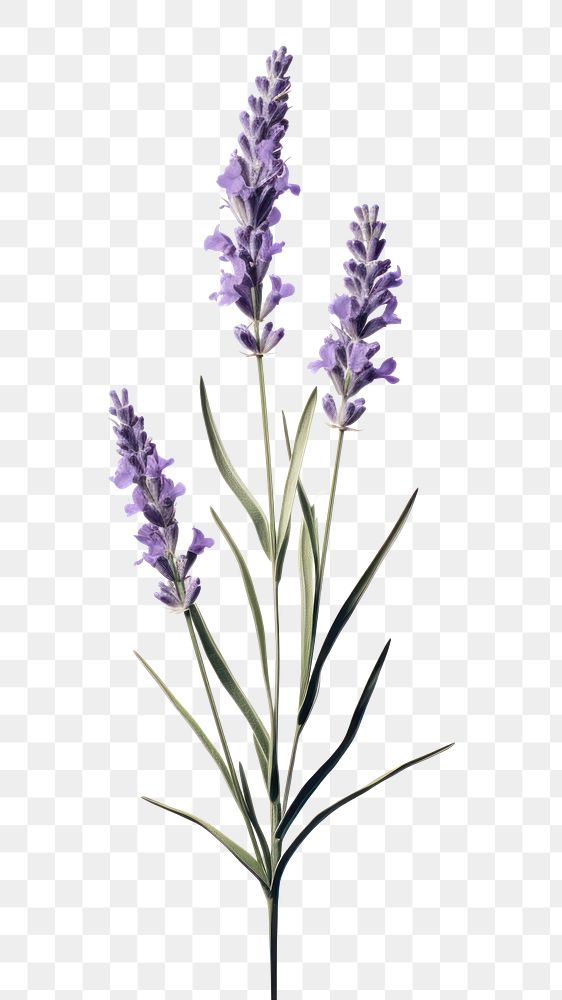 PNG Lavender blossom flower plant. | Premium PNG - rawpixel