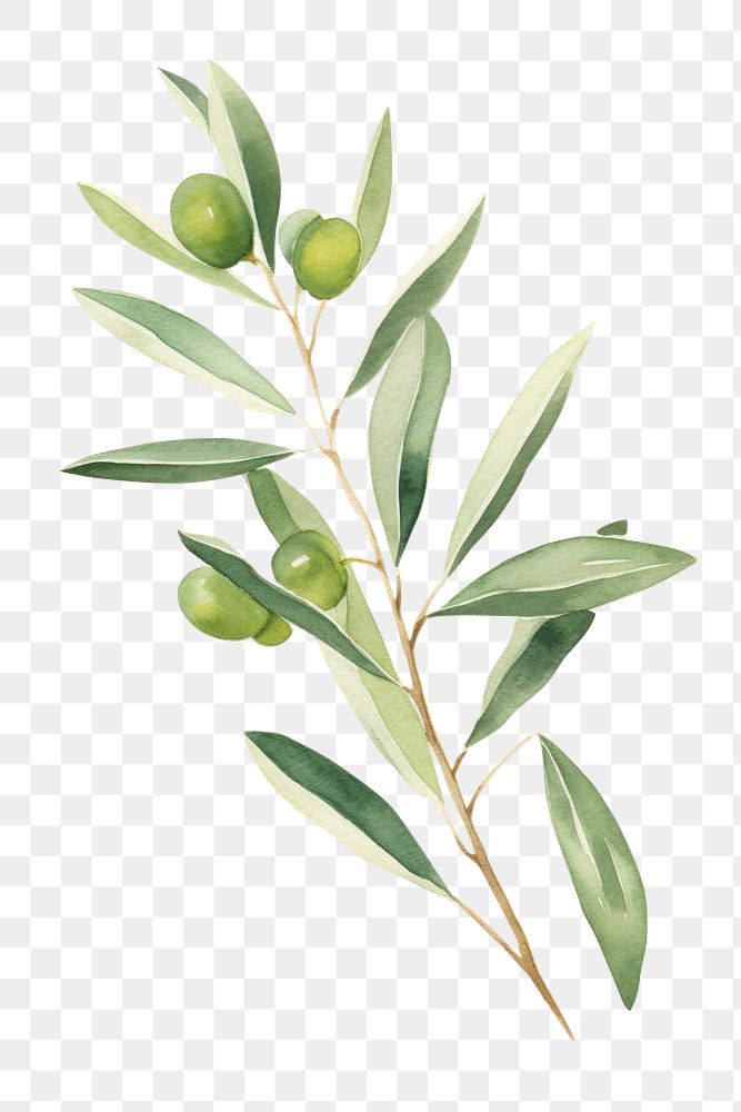 PNG Olive leaf plant olive tree. AI generated Image by rawpixel.