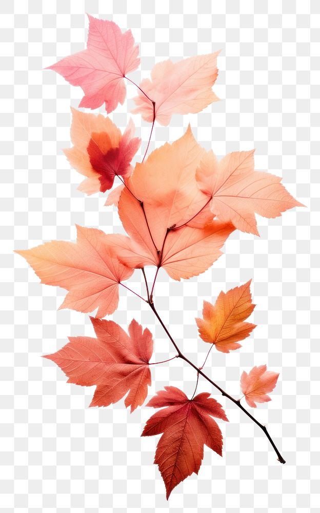 PNG Fall leaves plant maple leaf