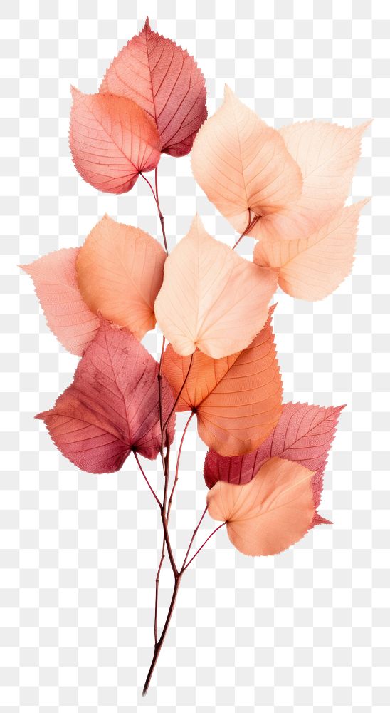 PNG Fall leaves flower plant petal