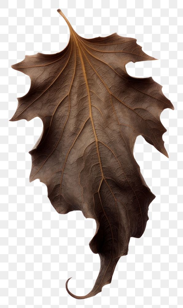 PNG Fall leave plant brown leaf. 