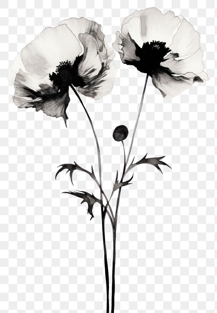 PNG Poppy drawing flower sketch. 