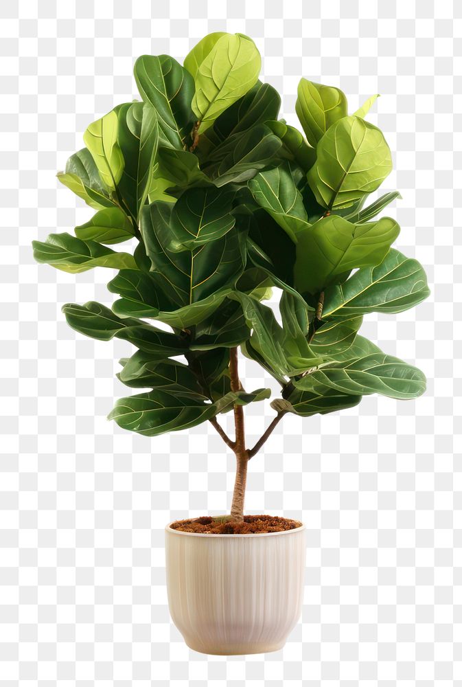 PNG  Potted tall fiddle fig plant leaf tree. AI generated Image by rawpixel.