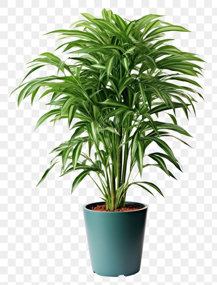 PNG  Potted tall plant leaf white background houseplant. AI generated Image by rawpixel.
