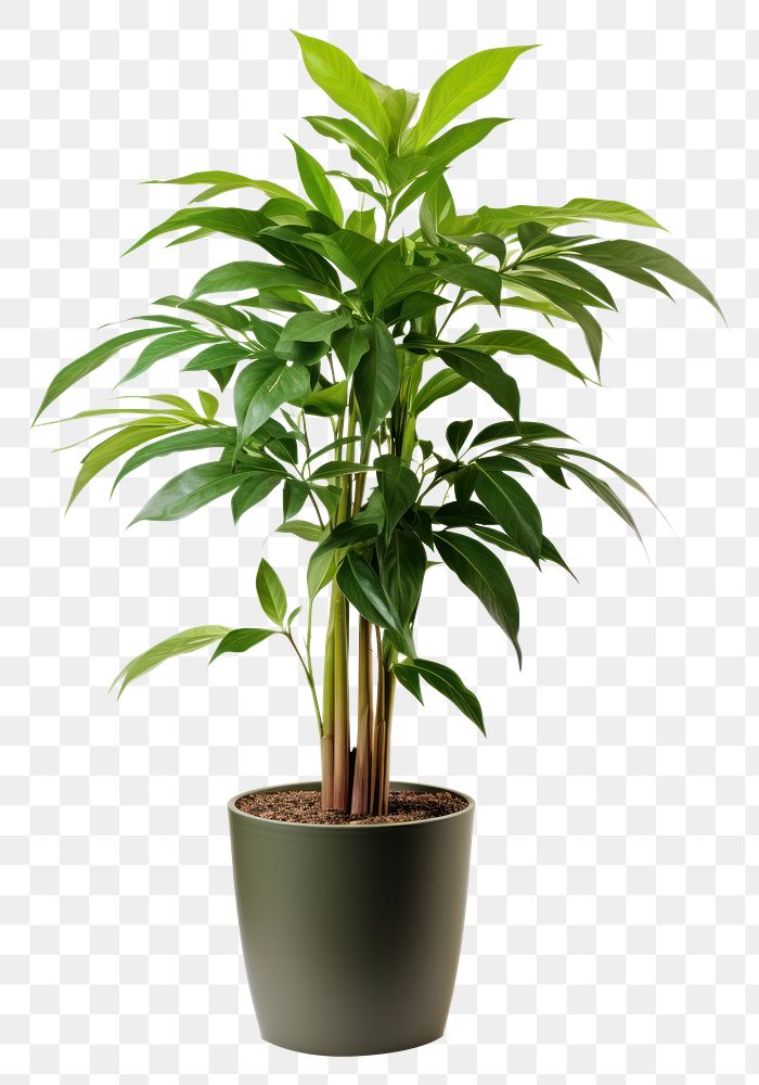 PNG  Potted tall plant leaf white background houseplant