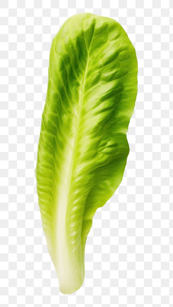 PNG Vegetable lettuce plant food. AI generated Image by rawpixel.