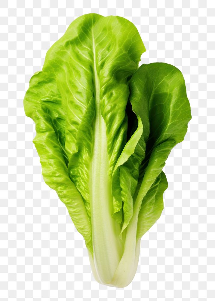 PNG Baby Cos lettuce vegetable plant food. AI generated Image by rawpixel.