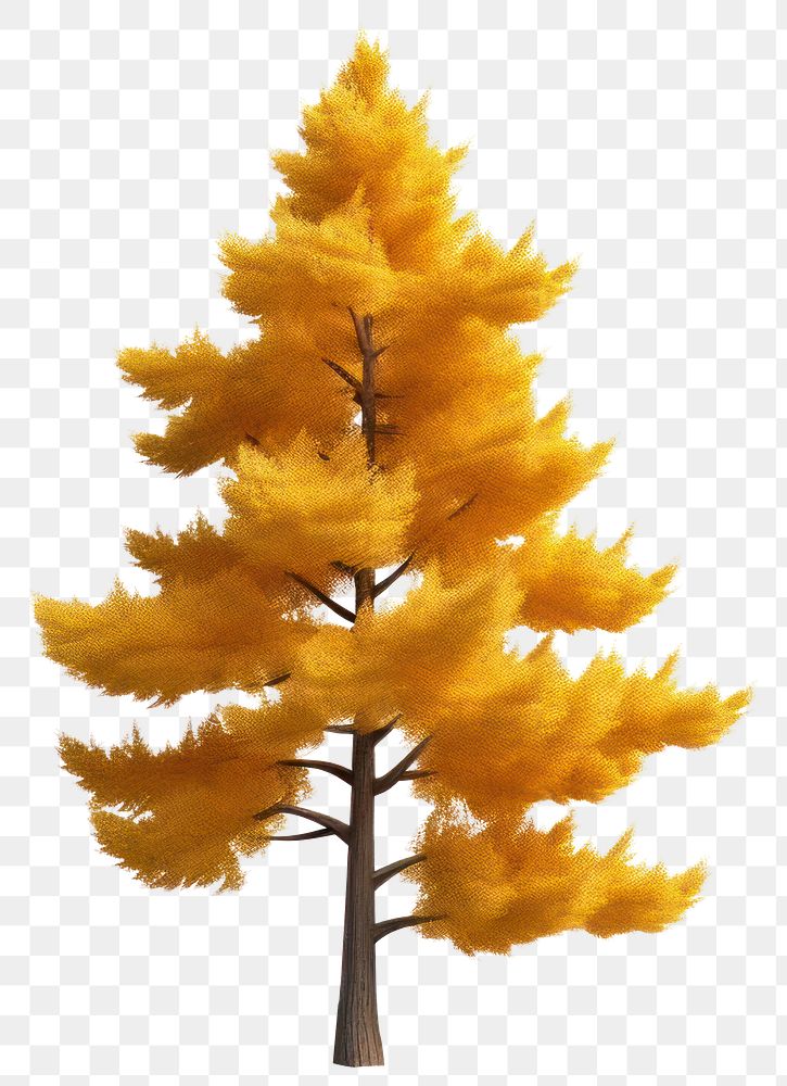 PNG Pine tree autumn plant leaf. AI generated Image by rawpixel.
