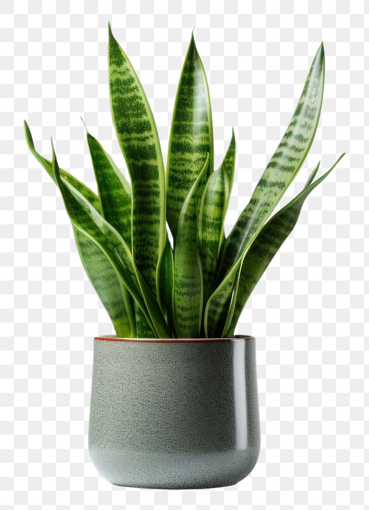 PNG  Snake plant leaf vase houseplant. AI generated Image by rawpixel.