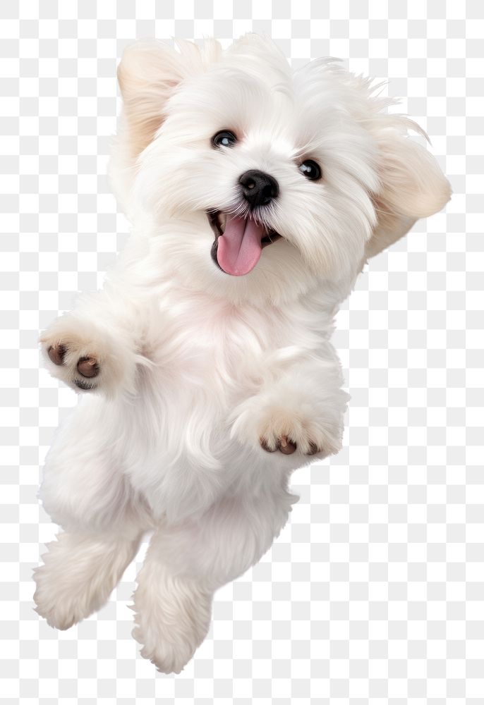 PNG Dog maltese pet animal. AI generated Image by rawpixel.