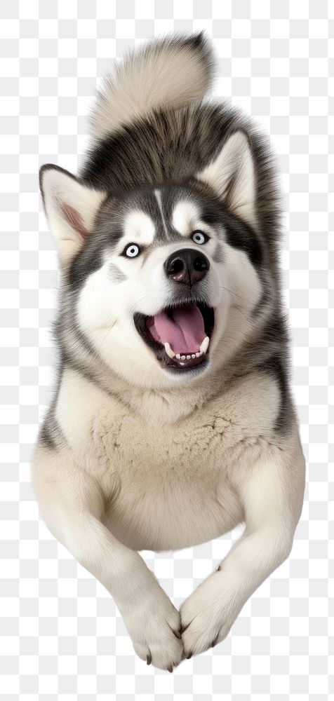 PNG Happy Siberian Husky dog laying. AI generated Image by rawpixel.