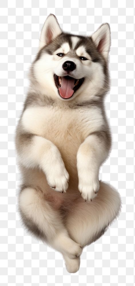 PNG Happy Siberian Husky dog laying