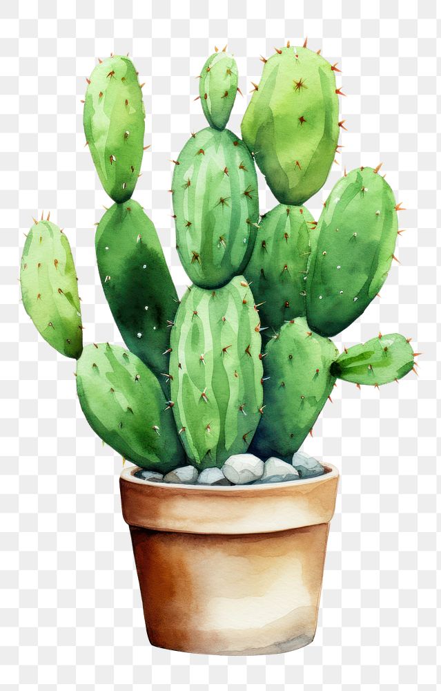 PNG Cactus plant white background | Free PNG - rawpixel