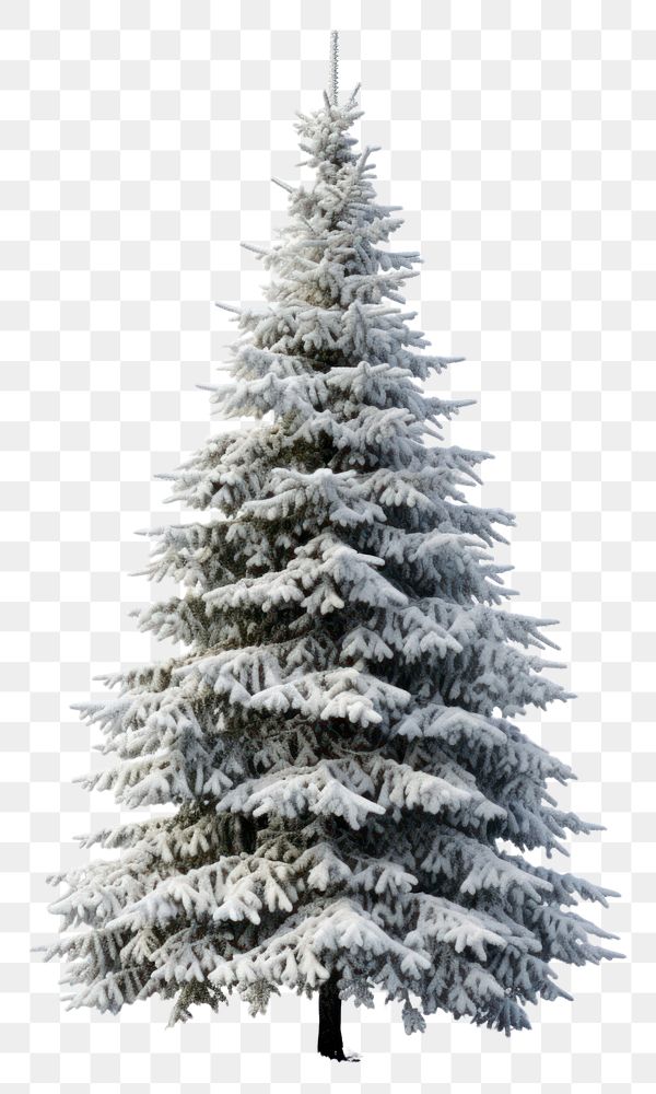 PNG Christmas tree plant white snow. AI generated Image by rawpixel.