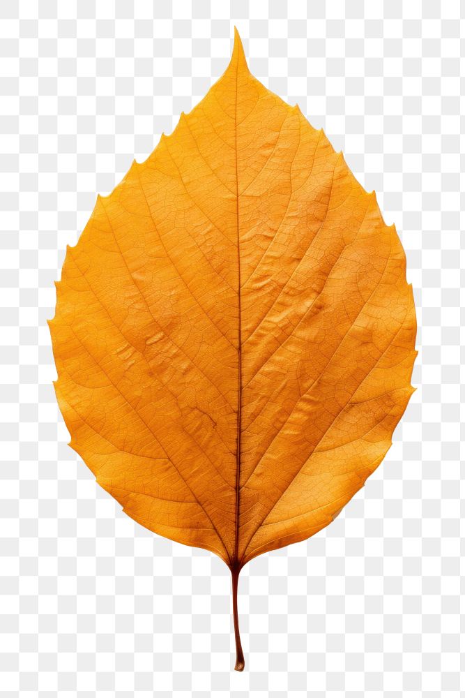 PNG Autumn leaf plant tree fragility. AI generated Image by rawpixel.