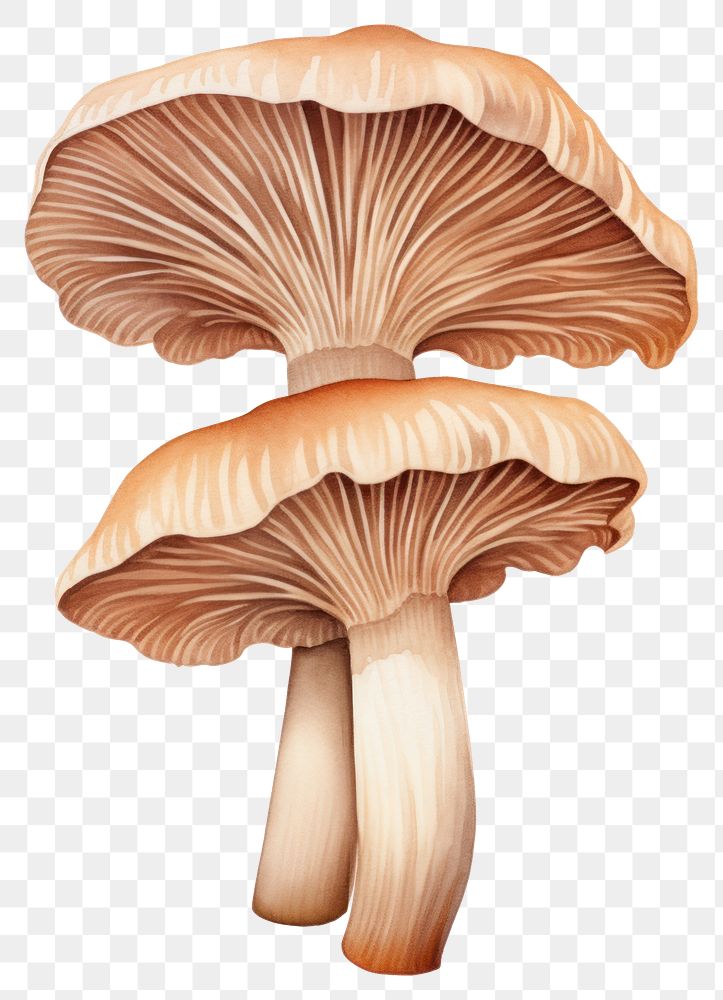 PNG  Oyster mushroom fungus plant white background. AI generated Image by rawpixel.
