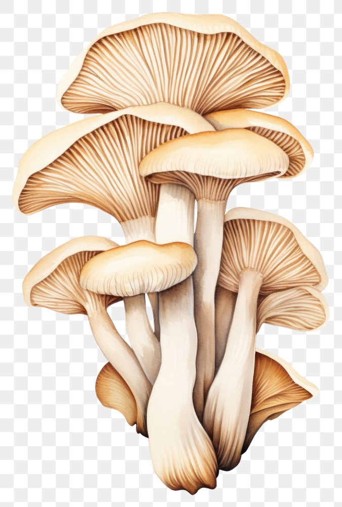 PNG  Oyster mushroom fungus plant white background