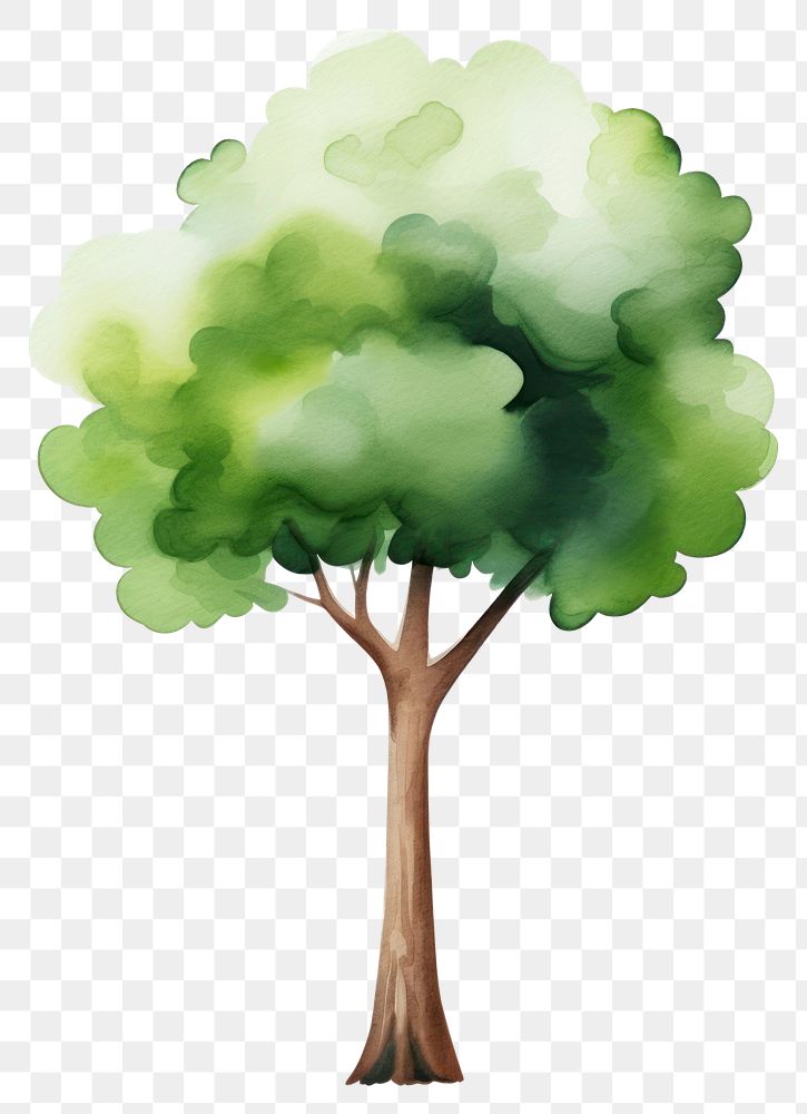 PNG  Big tree drawing plant white background. AI generated Image by rawpixel.