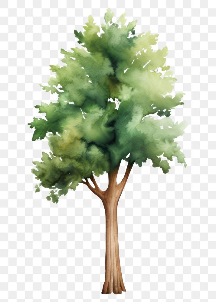 PNG  Big tree drawing plant white background. 