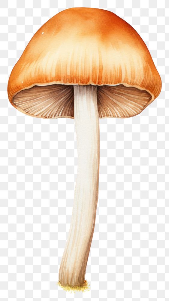 PNG  Enoki mushroom fungus agaric plant. AI generated Image by rawpixel.