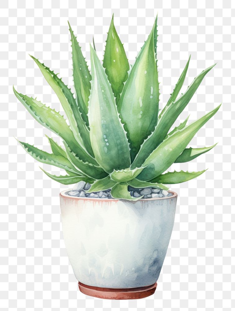 PNG  Aloe plant xanthorrhoeaceae white background. AI generated Image by rawpixel.