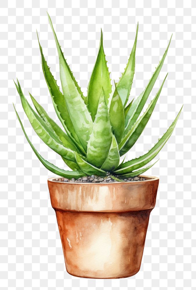 PNG  Plant aloe xanthorrhoeaceae houseplant. AI generated Image by rawpixel.