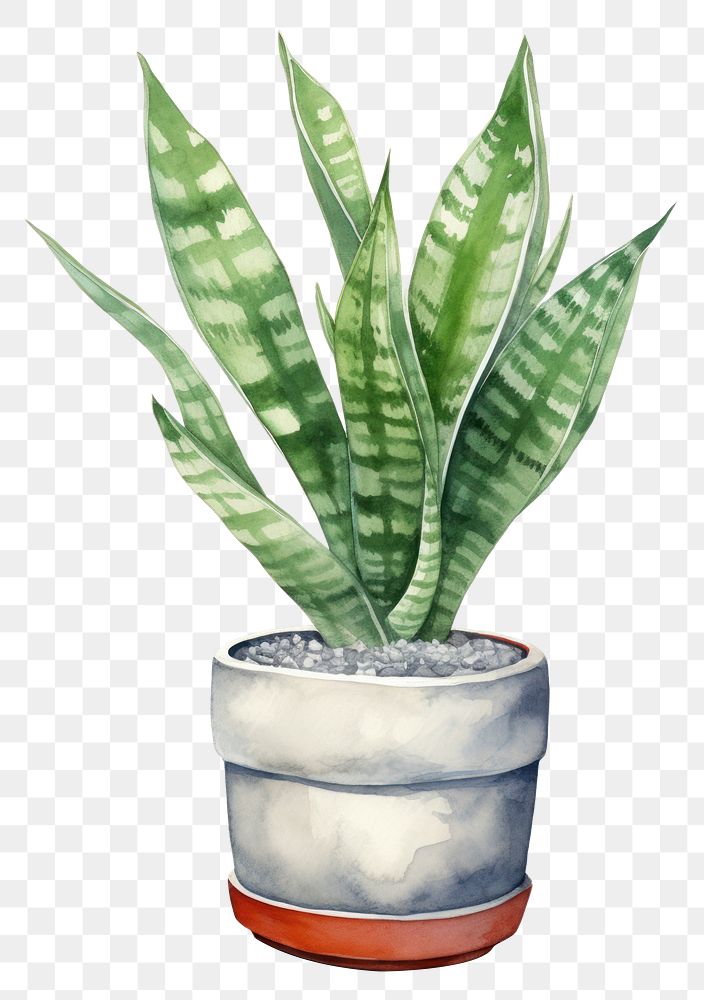 PNG  Plant leaf white background houseplant. AI generated Image by rawpixel.