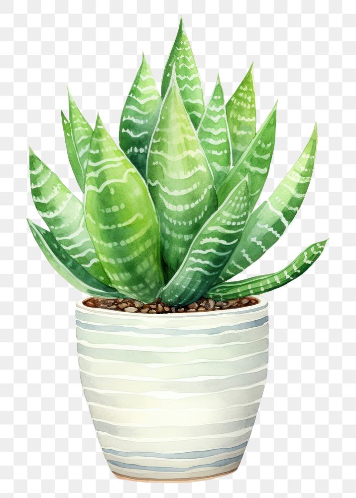 PNG  Plant aloe white background houseplant. AI generated Image by rawpixel.