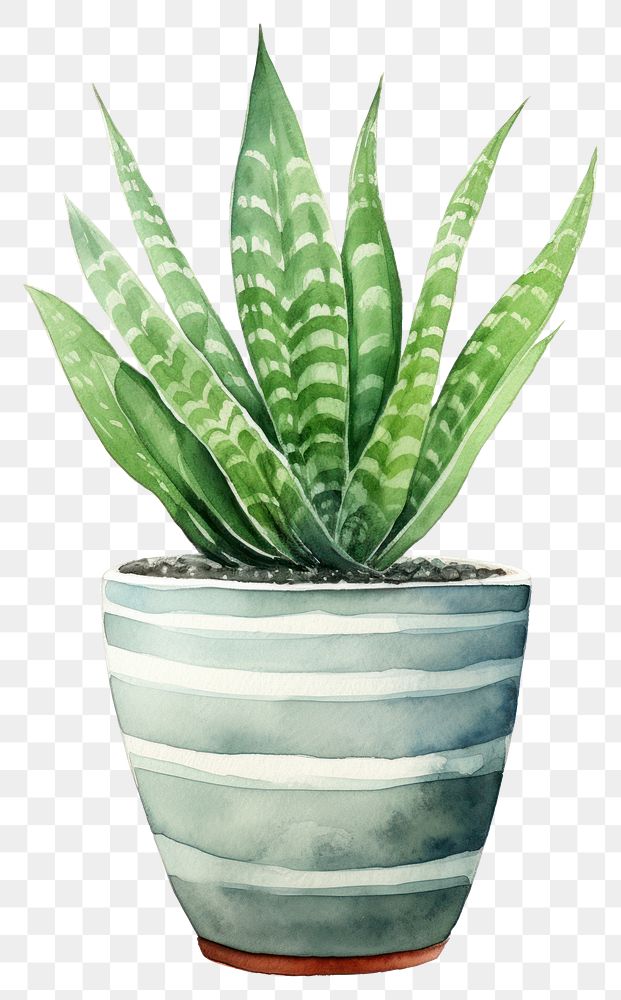 PNG  Plant aloe leaf white background. AI generated Image by rawpixel.