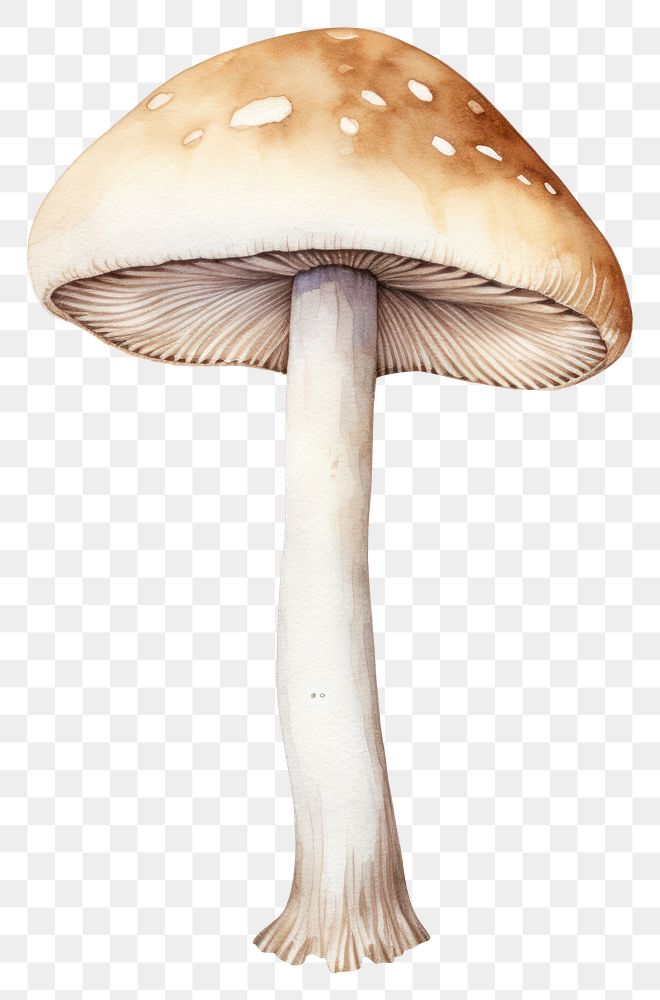 PNG  Inky cap mushroom fungus agaric plant. AI generated Image by rawpixel.
