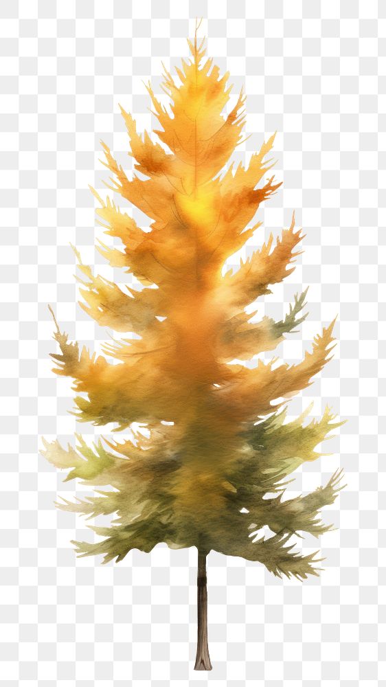 PNG  Larch tree plant leaf fir