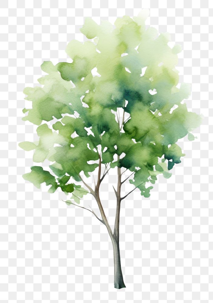 PNG  Tree drawing plant white background. AI generated Image by rawpixel.