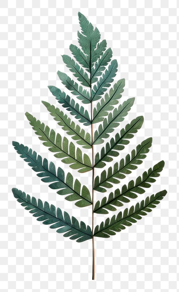 PNG Fern leaf plant pattern nature. AI generated Image by rawpixel.