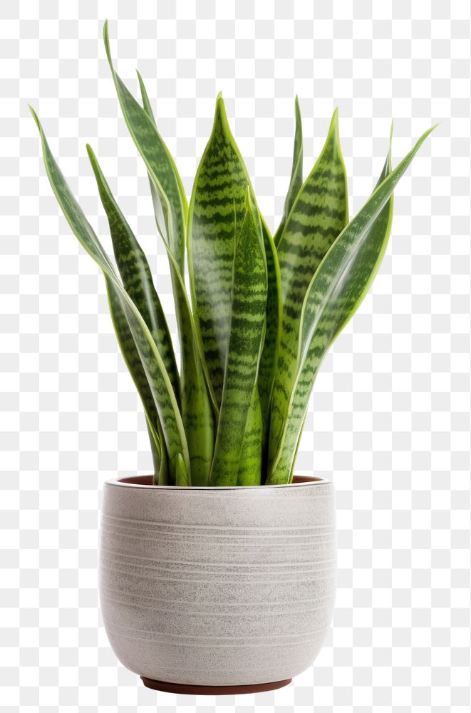 PNG Snake plant leaf vase white background. 