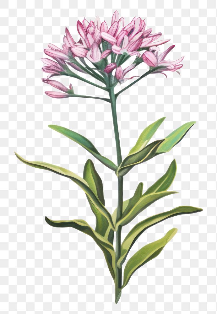 PNG  Flower looking plant adult flower blossom drawing