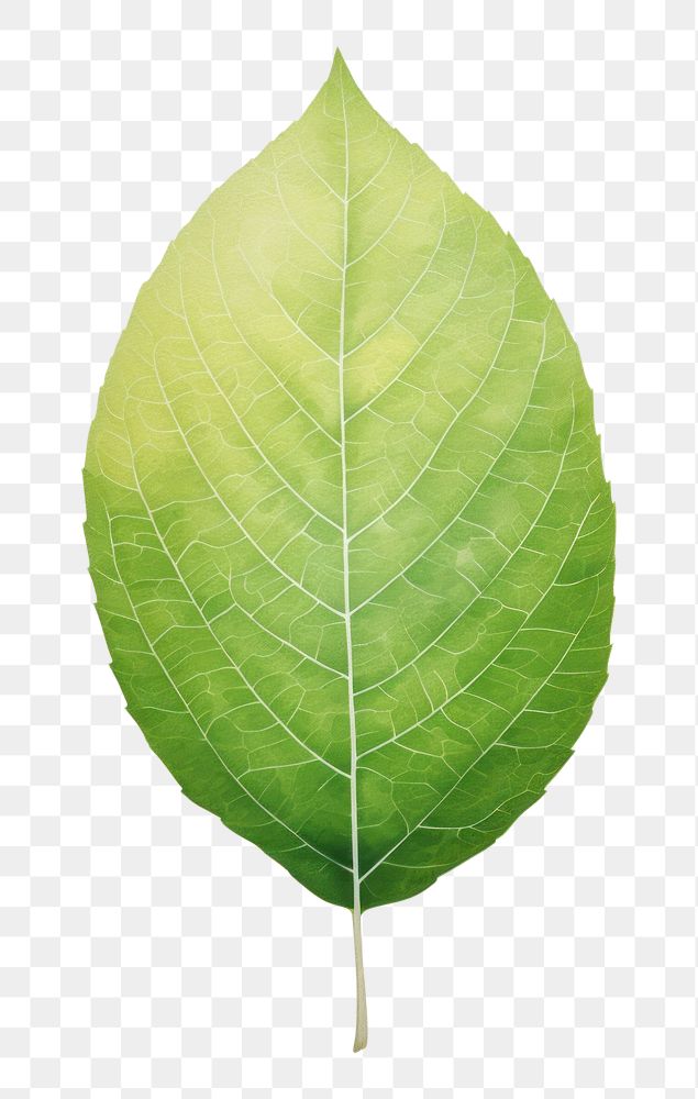 PNG Leaf plant. AI generated Image by rawpixel.